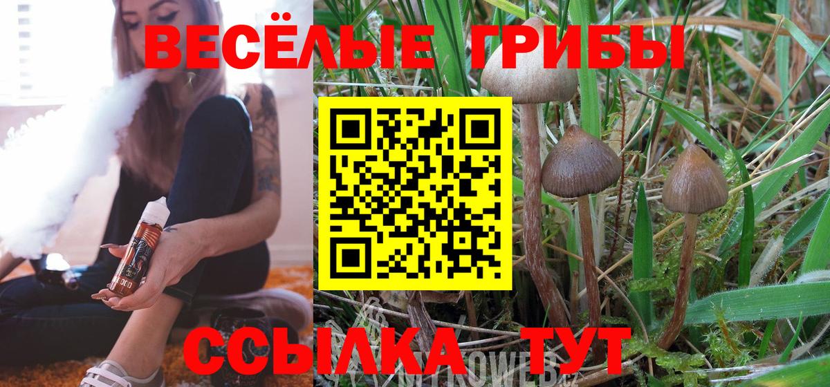 Псилоцибиновые грибы Psilocybe Тутаев